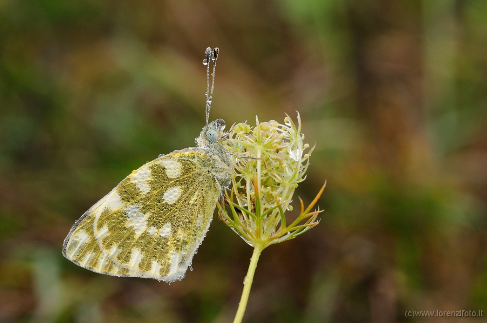 Pontia edusa (Edusa).jpg